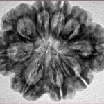 9 Mukhi Rudraksha 28.2mm 5.39gm - Inverse xray