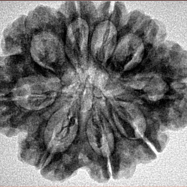 9 Mukhi Rudraksha 28.2mm 5.39gm - Inverse xray