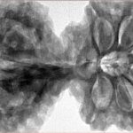 11 Mk Gaurishankar & Ganesh 44.4mm 11.64gm - Inverse xray
