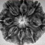 8 Mukhi Rudraksha 28.3mm 5.97gm - Inverse xray
