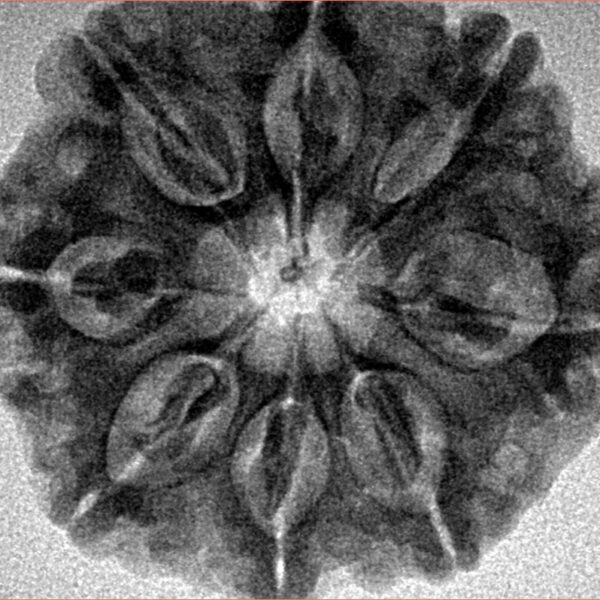8 Mukhi Rudraksha 28.3mm 5.97gm - Inverse xray