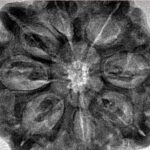 8 Mukhi Rudraksha 29.9mm 6.91gm - Inverse xray