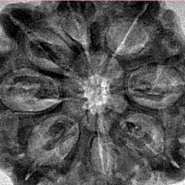 8 Mukhi Rudraksha 29.9mm 6.91gm - Inverse xray