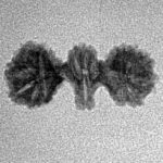 16 Mukhi Trijuti 19.8mm 0.72gm - Inverse xray