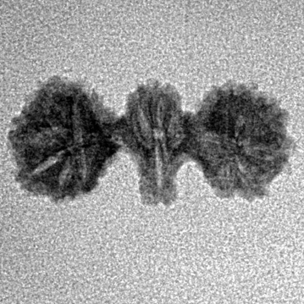 16 Mukhi Trijuti 19.8mm 0.72gm - Inverse xray
