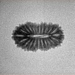 21 Mukhi Rudraksha 18.1mm 0.9gm - Inverse xray