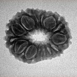 14 Mukhi Rudraksha 22.5mm 2.48gm - Inverse xray