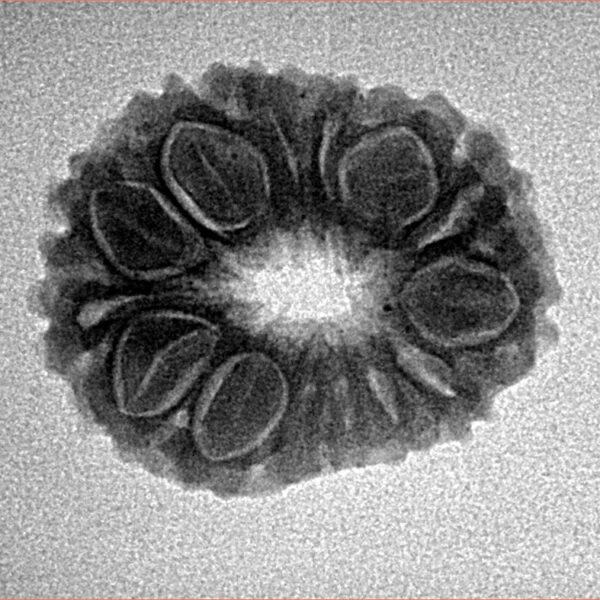 14 Mukhi Rudraksha 22.5mm 2.48gm - Inverse xray