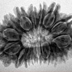 16 Mukhi Rudraksha 31.1mm 5.12gm - Inverse xray