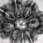 8 Mukhi Rudraksha 29.4mm 7.09gm - Inverse xray