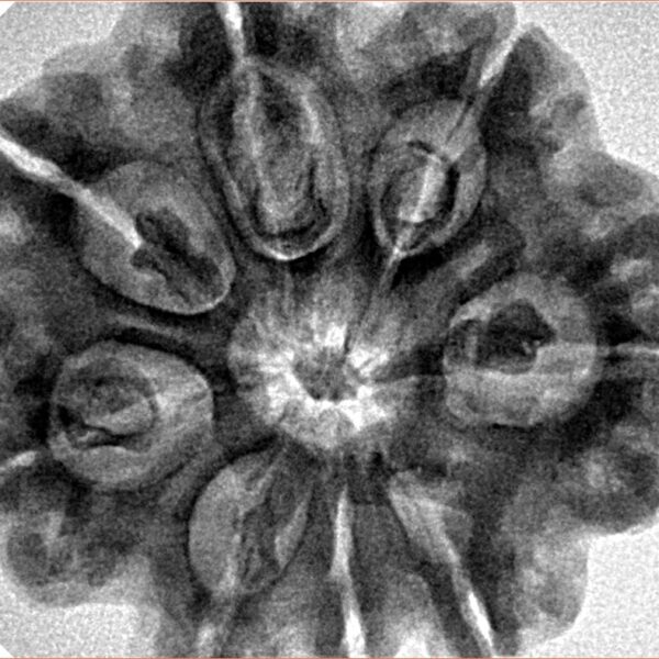 8 Mukhi Rudraksha 29.4mm 7.09gm - Inverse xray