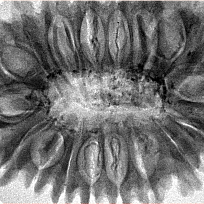 18 Mukhi Rudraksha 37.8mm 8.55gm - Inverse xray