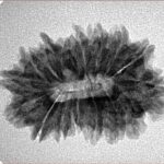 16 Mukhi Rudraksha 26.6mm 3.34gm - Inverse xray