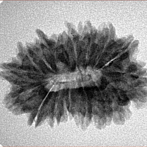 16 Mukhi Rudraksha 26.6mm 3.34gm - Inverse xray