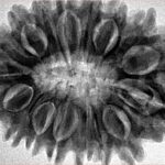 17 Mukhi Rudraksha 33.1mm 7.22gm - Inverse xray