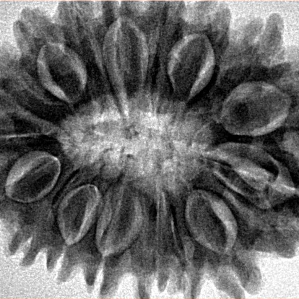 17 Mukhi Rudraksha 33.1mm 7.22gm - Inverse xray