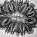 16 Mukhi Rudraksha 31.6mm 4.78gm - Inverse xray