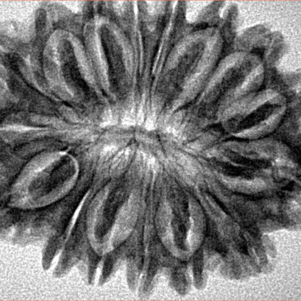 16 Mukhi Rudraksha 31.6mm 4.78gm - Inverse xray