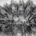 16 Mukhi Rudraksha 40.2mm 3.8gm - Inverse xray