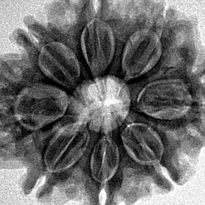 8 Mukhi Rudraksha 28mm 5.71gm - Inverse xray