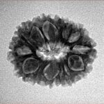 14 Mukhi Rudraksha 21.9mm 2.56gm - Inverse xray