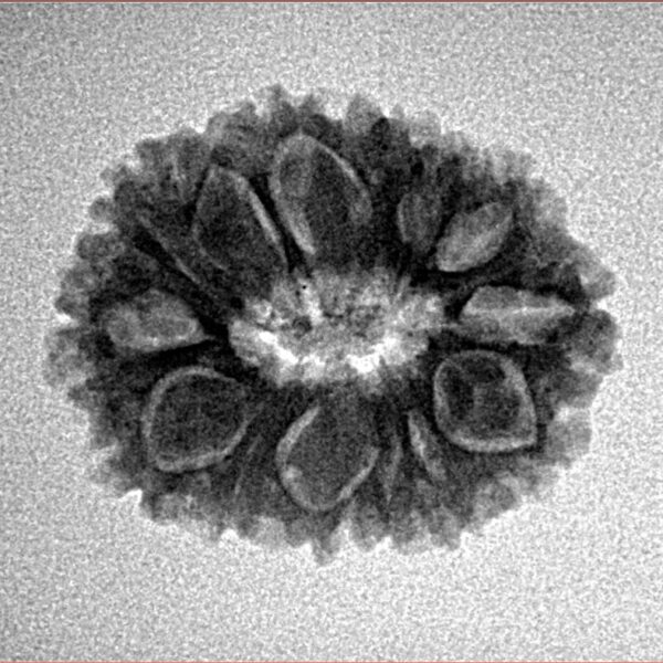 14 Mukhi Rudraksha 21.9mm 2.56gm - Inverse xray