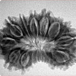 17 Mukhi Rudraksha 29.9mm 4gm - Origin: Nepal - Inverse xray