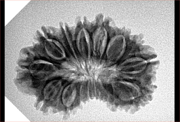 17 Mukhi Rudraksha 29.9mm 4gm - Origin: Nepal - Inverse xray