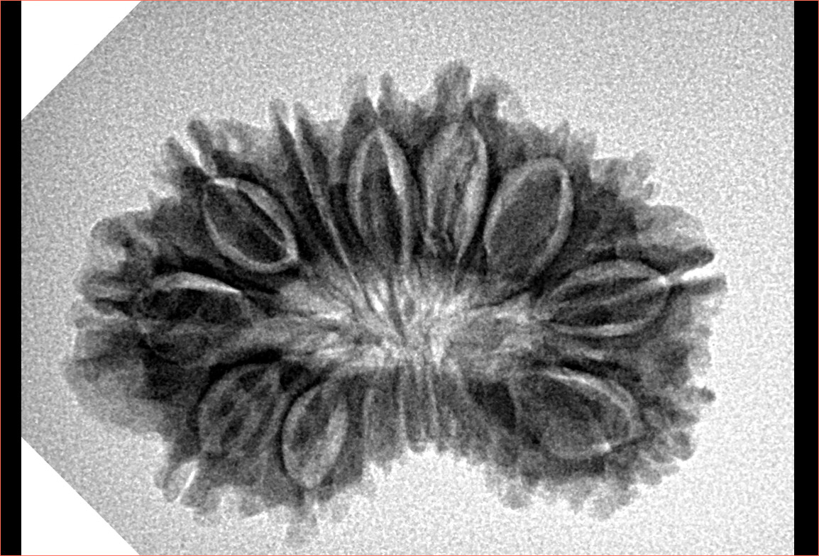 17 Mukhi Rudraksha 29.9mm 4gm - Origin: Nepal - Inverse xray