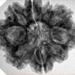 9 Mukhi Rudraksha 28.9mm 5.38gm - Inverse xray