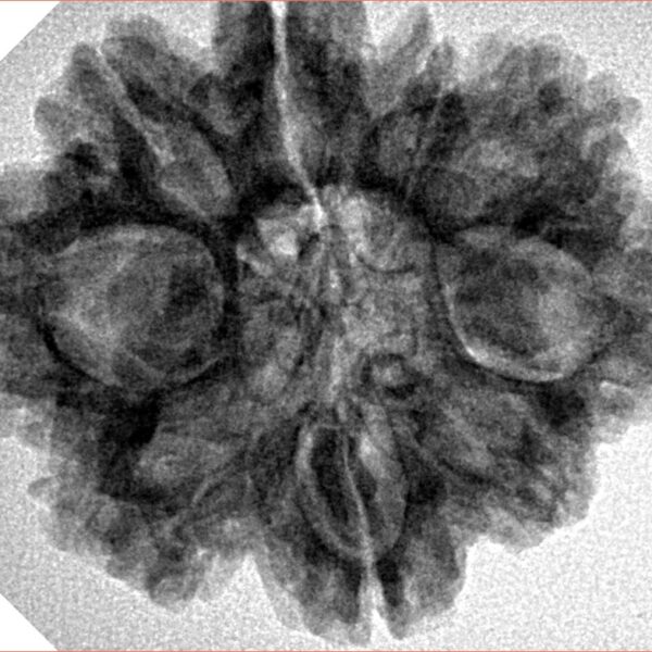 9 Mukhi Rudraksha 28.9mm 5.38gm - Inverse xray