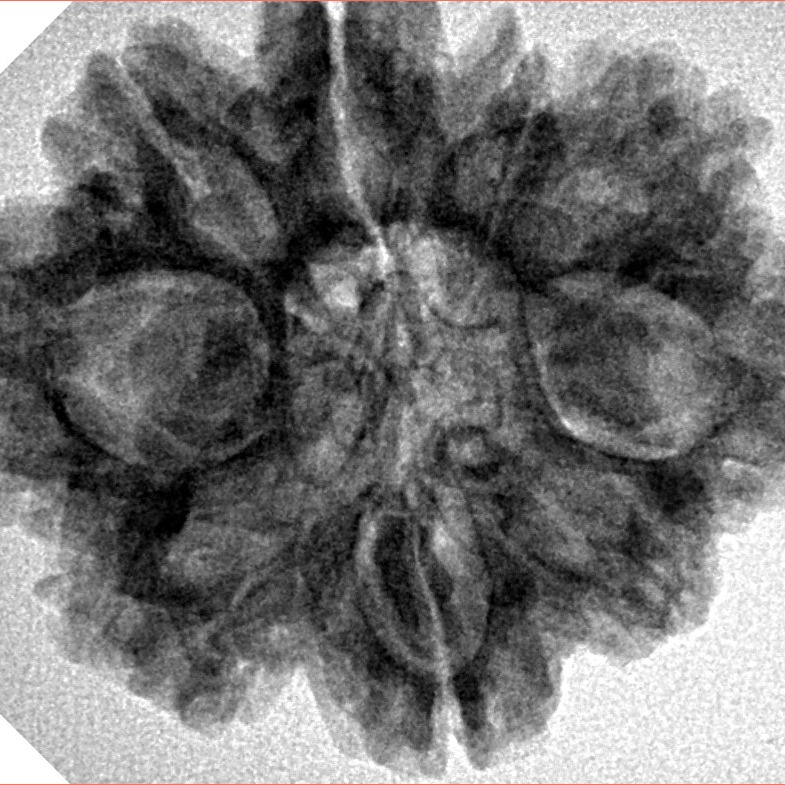 9 Mukhi Rudraksha 28.9mm 5.38gm - Inverse xray