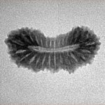27 Mukhi Rudraksha 23.4mm 1.48gm - Inverse xray