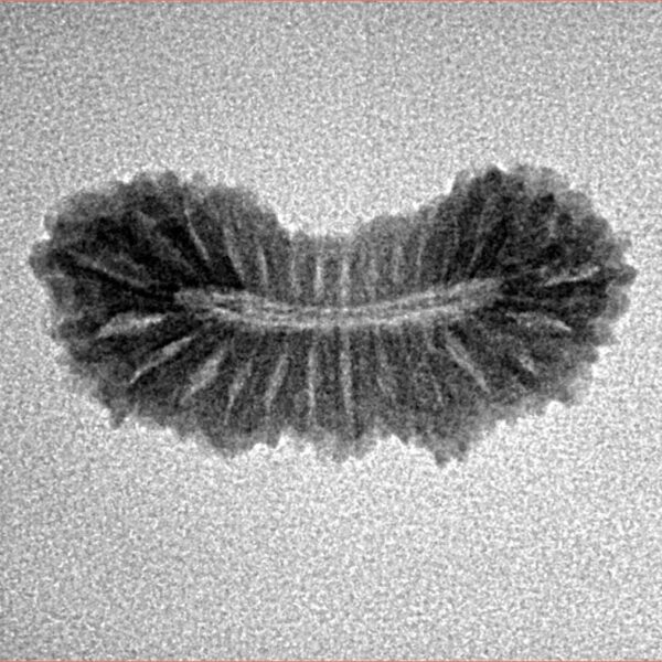 27 Mukhi Rudraksha 23.4mm 1.48gm - Inverse xray