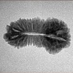 24 Mukhi Rudraksha 23.8mm 1.6gm - Inverse xray
