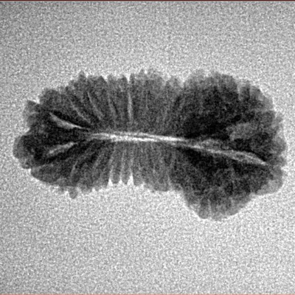 24 Mukhi Rudraksha 23.8mm 1.6gm - Inverse xray
