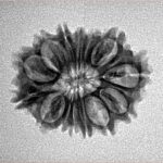 14 Mukhi Rudraksha 22.4mm 2.31gm - Inverse xray
