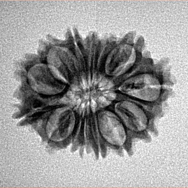 14 Mukhi Rudraksha 22.4mm 2.31gm - Inverse xray