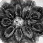 9 Mukhi Rudraksha 32.3mm 9.75gm - Inverse xray