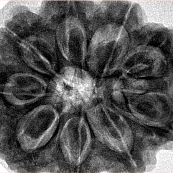 9 Mukhi Rudraksha 32.3mm 9.75gm - Inverse xray