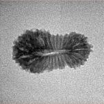25 Mukhi Rudraksha 20mm 0.88gm - Inverse xray