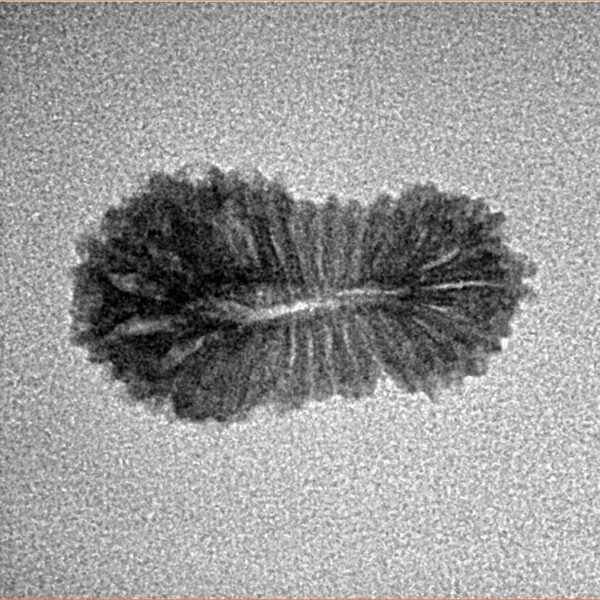 25 Mukhi Rudraksha 20mm 0.88gm - Inverse xray