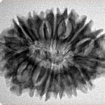 16 Mukhi Rudraksha 28.8mm 4.39gm - Inverse xray