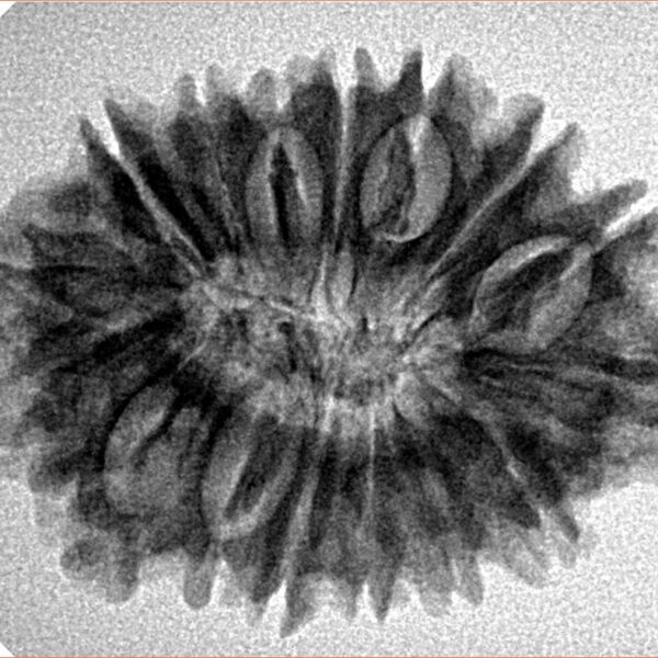 16 Mukhi Rudraksha 28.8mm 4.39gm - Inverse xray