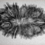 17 Mukhi Rudraksha 30.7mm 3.17gm - Inverse xray