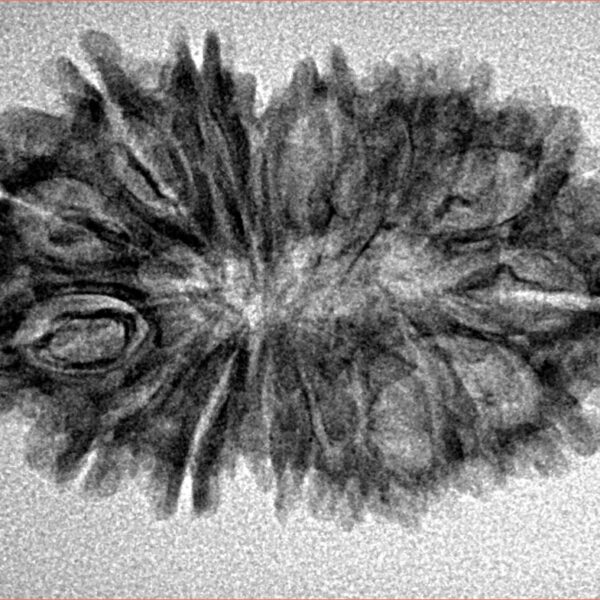 17 Mukhi Rudraksha 30.7mm 3.17gm - Inverse xray