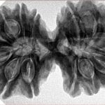 14 Mk Gaurishankar 38.4mm 8.58gm - Inverse xray
