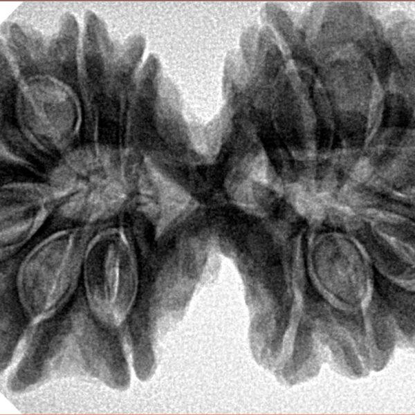 14 Mk Gaurishankar 38.4mm 8.58gm - Inverse xray
