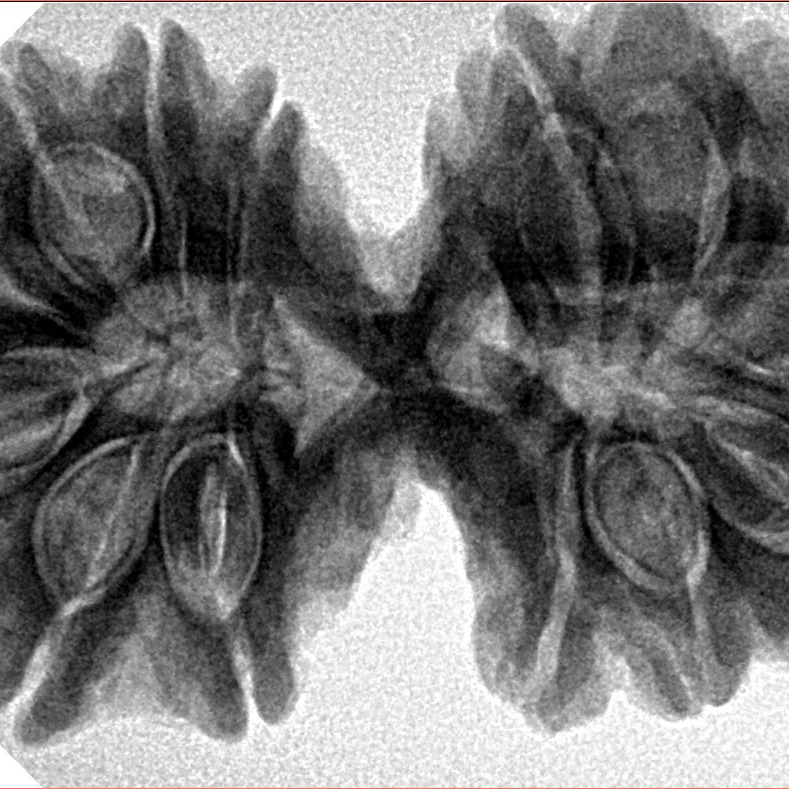 14 Mk Gaurishankar 38.4mm 8.58gm - Inverse xray