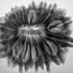 16 Mukhi Rudraksha 25.5mm 3.72gm - Inverse xray